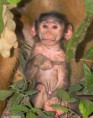 /album/photogallery/baby-baboon-part-of-makasutu-pack-jpg/